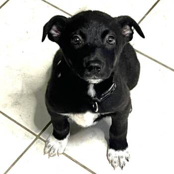 Eleanor -  Australian Cattle Dog Blue Heeler Dog Available for Adoption in Greece, New York - Eleanor | PetCurious