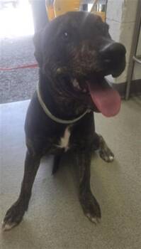 Pit Bull Terrier and Mixed Breed Dogs Available for Adoption in San Bernardino, California - CAROLINA | PetCurious