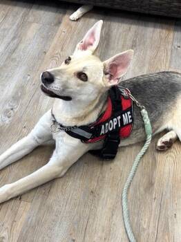 Shepherd Dogs Available for Adoption - Lady | PetCurious