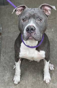 Pit Bull Terrier Dogs Available for Adoption in Chicago, Illinois - Wintergreen | PetCurious