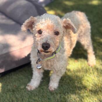 Lamb Chop -  Miniature Poodle and Terrier Dog for Adoption in San Diego, California - Lamb Chop | PetCurious