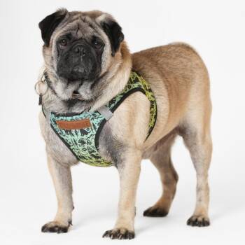 Pug Dogs Available for Adoption - Gillette 13523 | PetCurious