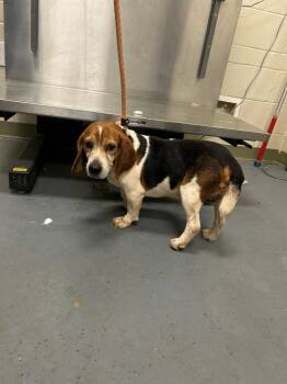 2026-04-076 *Beans* -  Beagle Dog for Adoption in Winder, Georgia - 2026-04-076 *Beans* | PetCurious