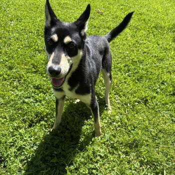 Husky Dogs Available for Adoption in Circleville, Ohio - Mustang | PetCurious