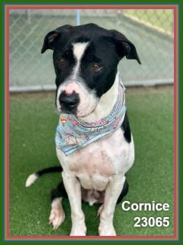 CORNICE -  Staffordshire Bull Terrier and Pit Bull Terrier Dog for Adoption in Marietta, Georgia - CORNICE | PetCurious