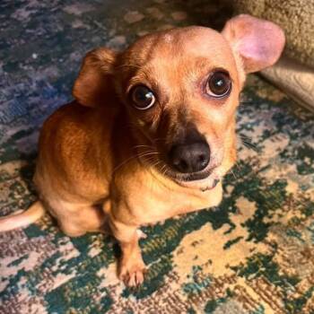 Dijon -  Chiweenie Dog for Adoption in Greenville, South Carolina - Dijon | PetCurious