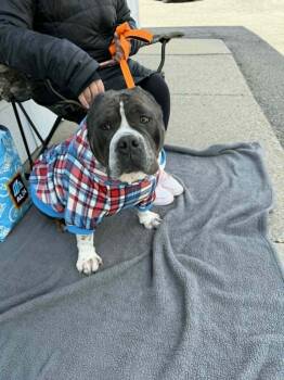 Pit Bull Terrier Dogs Available for Adoption in St. Clair Shores, Michigan - Smudge | PetCurious