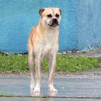 Chow Chow and Pug Dogs Available for Adoption in Galveston, Texas - Bernardo | PetCurious