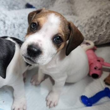 Mantis -  Beagle Dog for Adoption in Rockville, Maryland - Mantis | PetCurious