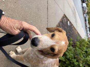 Coral -  Hound Dog for Adoption in Stuarts Draft, Virginia - Coral | PetCurious