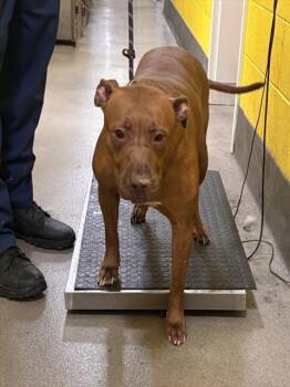WILLOW -  Pit Bull Terrier Dog for Adoption - WILLOW | PetCurious
