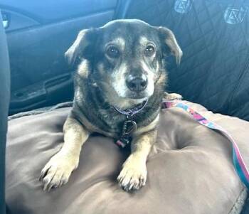 German Shepherd Dog Dogs Available for Adoption - Jetta (40 Lbs) | PetCurious