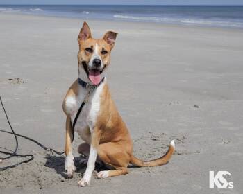Canaan Dog and Basenji Dogs Available for Adoption - Charmy | PetCurious