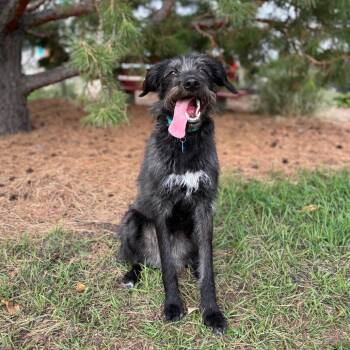 Pippin -  Labrador Retriever and German Wirehaired Pointer Dog for Adoption in Fargo, North Dakota - Pippin | PetCurious