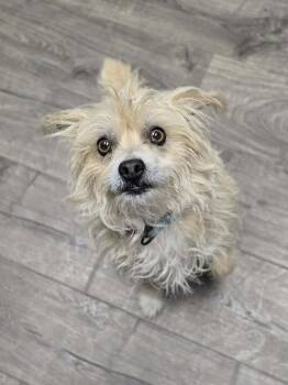 Cairn Terrier Dogs Available for Adoption in Sedalia, Colorado - Mary Poppins | PetCurious