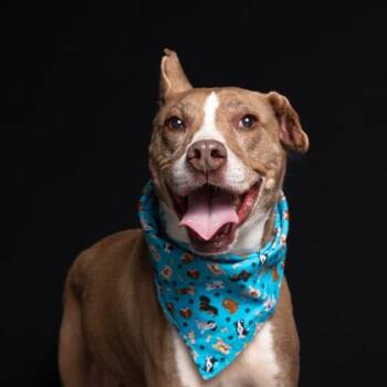 Mixed Breed Dogs Available for Adoption in Atlanta, Georgia - Virgil | PetCurious