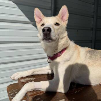 Anastasia -  Mixed Breed Dog for Adoption in Enfield, New Hampshire - Anastasia | PetCurious