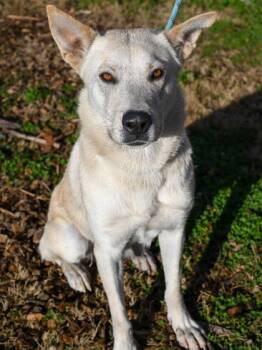 Mixed Breed Dogs Available for Adoption in Chamblee, Georgia - Avril | PetCurious