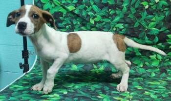 Tyler -  Terrier and Mixed Breed Dog for Adoption in Elmira, New York - Tyler | PetCurious