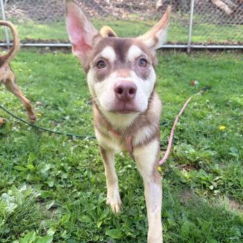 Husky Dogs Available for Adoption in White Oak, Pennsylvania - Juneau | PetCurious