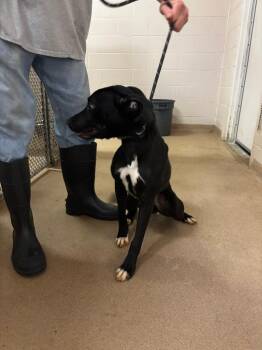 Jax -  Labrador Retriever and Pit Bull Terrier Dog for Adoption in Lima, Ohio - Jax | PetCurious