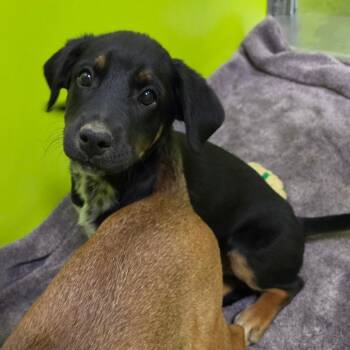 Beauregard -  Mountain Cur Dog for Adoption in Spokane, Washington - Beauregard | PetCurious
