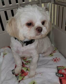 Maltese Dogs Available for Adoption in Van Alstyne, Texas - Lady | PetCurious