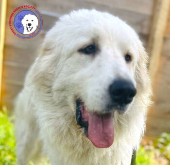 Rescue Great Pyrenees Dogs for Adoption in Spring, Texas - Terrie | PetCurious