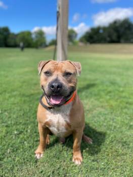 Rescue Pit Bull Terrier Dogs for Adoption in Maryville, Tennessee - Apollo | PetCurious