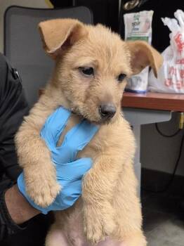 ALFALFA -  Terrier and Mixed Breed Dog for Adoption in San Antonio, Texas - ALFALFA | PetCurious