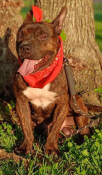 French Bulldog Dogs Available for Adoption in Houston, Texas - Alejandro - The Sweetest Boy Ever!! (NY851654) | PetCurious
