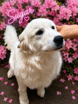 Great Pyrenees Dogs Available for Adoption in Zimmerman, Minnesota - Sugar | PetCurious