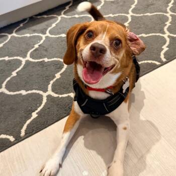 Snuggles -  Beagle and Chihuahua Dog for Adoption in Miami, Florida - Snuggles | PetCurious