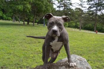 Pit Bull Terrier and Mixed Breed Dogs Available for Adoption in Kansas City, Missouri - Minka | PetCurious