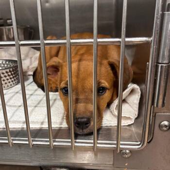Pixie -  Terrier Dog for Adoption in Abilene, Texas - Pixie | PetCurious