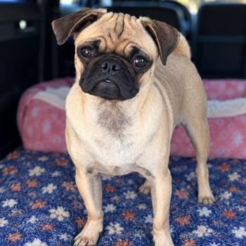 Lexus -  Pug Dog for Adoption in Seattle, Washington - Lexus | PetCurious