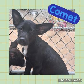 Labrador Retriever Dogs Available for Adoption in Ringwood, New Jersey - Comet | PetCurious