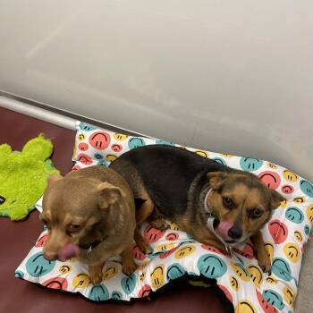 Chihuahua and Miniature Pinscher Dogs Available for Adoption in Riverwoods, Illinois - Zena | PetCurious