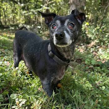 Rescue Mixed Breed Dogs for Adoption in Madison, Wisconsin - Shadow | PetCurious