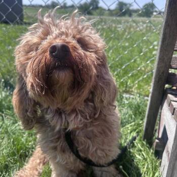 Cocker Spaniel and Poodle Dogs Available for Adoption in Canton, Illinois - Milo | PetCurious
