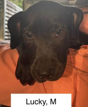 Rescue Hound Dogs for Adoption in Parma, Ohio - Lucky | PetCurious