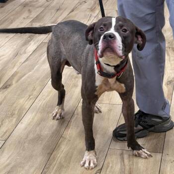 Doug -  Pit Bull Terrier and Mixed Breed Dog for Adoption in Newark, New Jersey - Doug | PetCurious