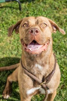 Gwinny- IN FOSTER -  Mixed Breed Dog for Adoption in Chamblee, Georgia - Gwinny- IN FOSTER | PetCurious