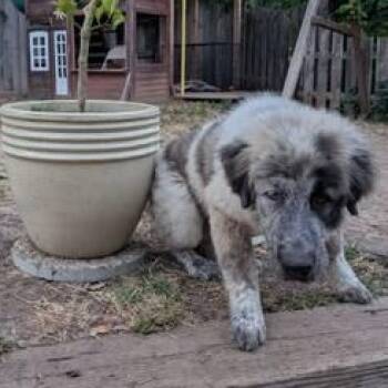 Biggie -  Great Pyrenees Dog for Adoption in Lakehead, California - Biggie | PetCurious
