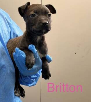 Mixed Breed Dogs Available for Adoption in Fort Worth, Texas - Britton | PetCurious