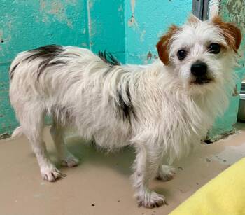 Rescue Terrier Dogs for Adoption in Joshua Tree, California - WIDGET | PetCurious