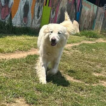 Foster Smiley -  Retriever Dog for Adoption in Oswego, Illinois - Foster Smiley | PetCurious