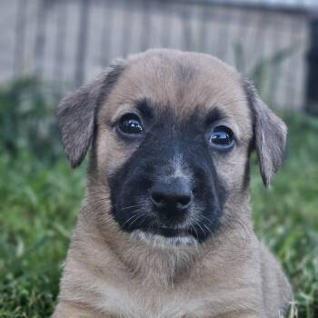 Sunny -  Boxer Dog for Adoption in Ramsey, Indiana - Sunny | PetCurious
