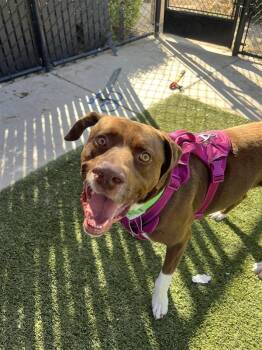 Rescue Labrador Retriever Dogs for Adoption in Elk Grove, California - Fomo | PetCurious