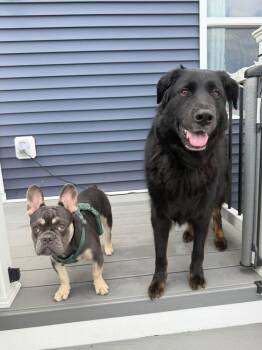 Prince Meatball -  French Bulldog Dog for Adoption in Grove City, Ohio - Prince Meatball | PetCurious